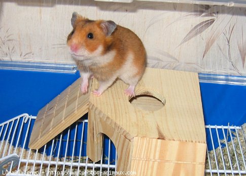 Photo de Hamster