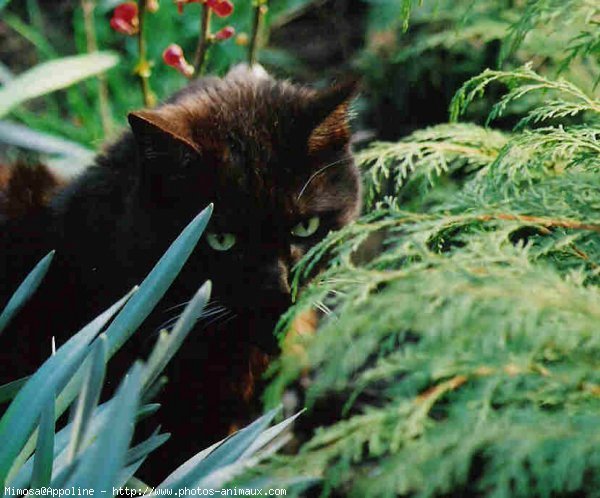 Photo de Chat domestique