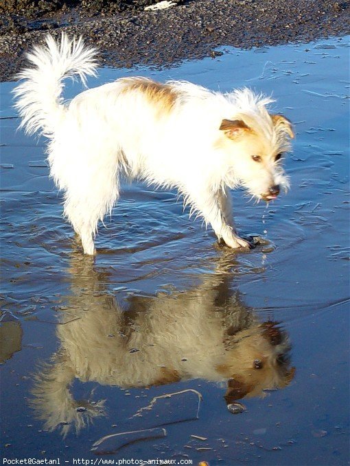 Photo de Jack russell terrier