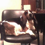 Photo de Basset hound