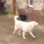 Photo de Chien de berger des tatras