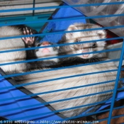 Photo de Furet