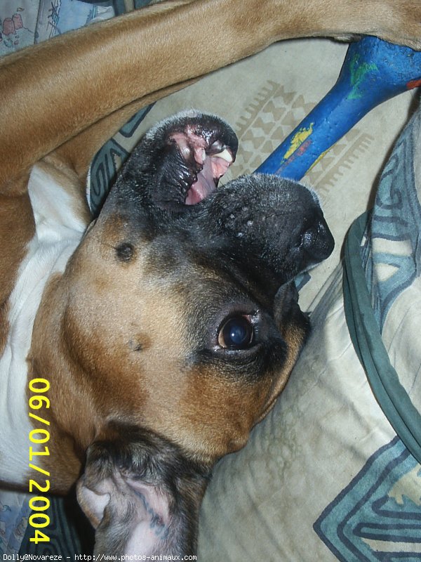 Photo de Boxer