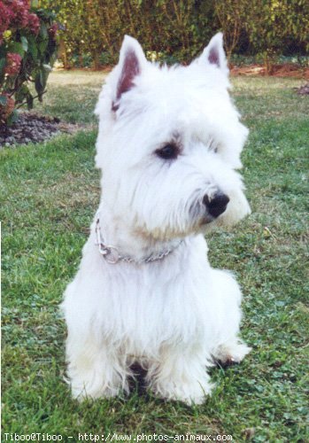 Photo de West highland white terrier