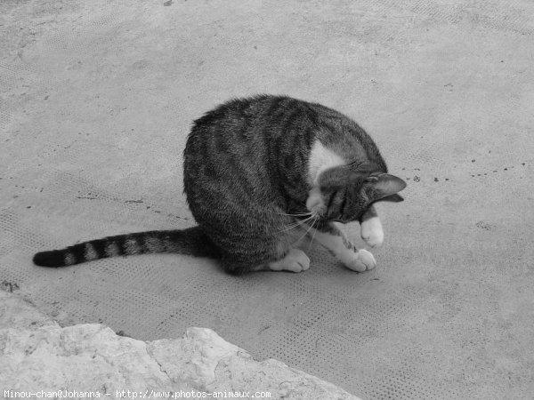 Photo de Chat domestique