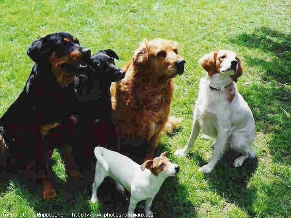 Photo de Races diffrentes