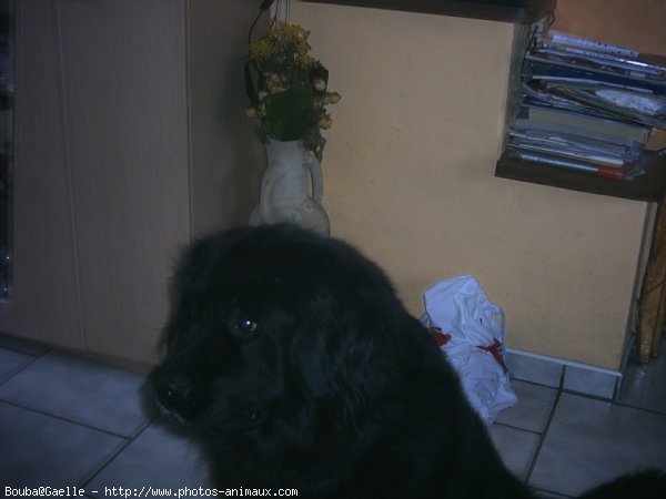 Photo de Chien de terre-neuve