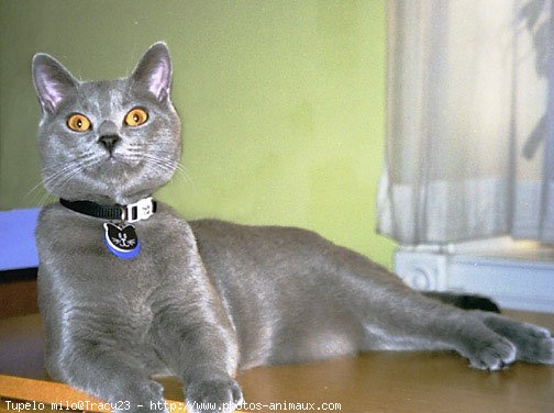 Photo de Chartreux