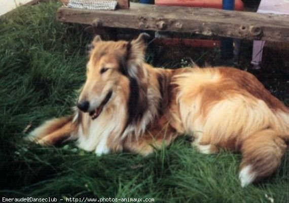 Photo de Colley  poil long