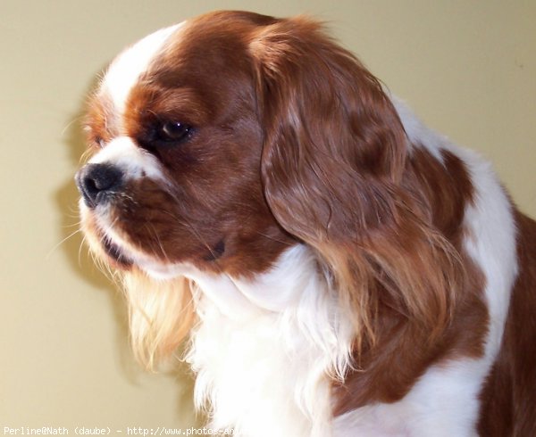 Photo de Cavalier king charles spaniel