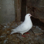 Photo de Pigeon