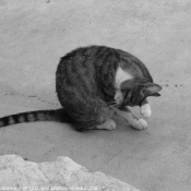 Photo de Chat domestique