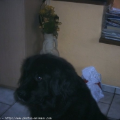 Photo de Chien de terre-neuve