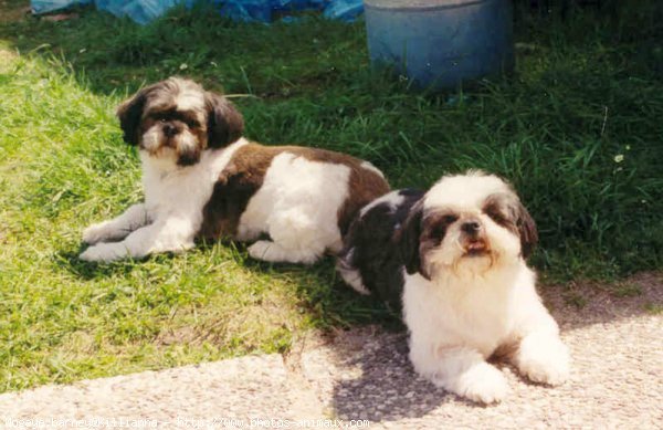 Photo de Shih tzu