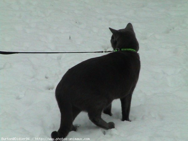 Photo de Chartreux