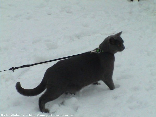 Photo de Chartreux