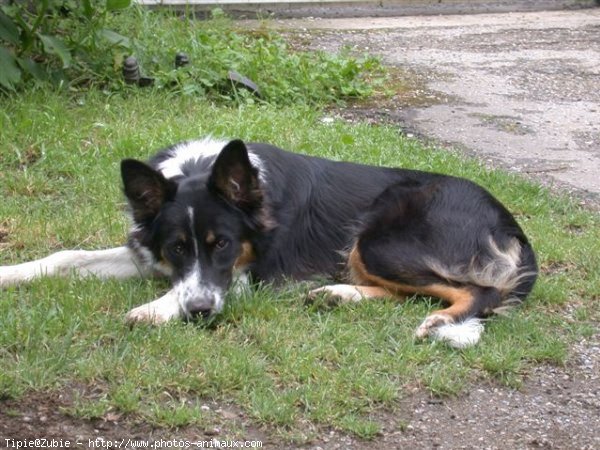 Photo de Border collie