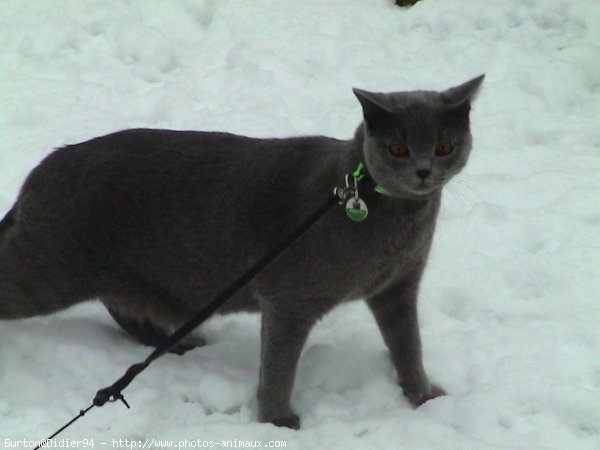 Photo de Chartreux