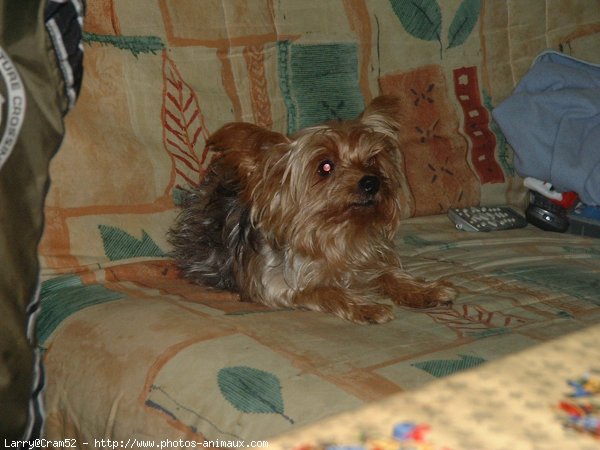 Photo de Yorkshire terrier