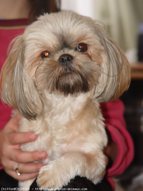 Photo de Shih tzu