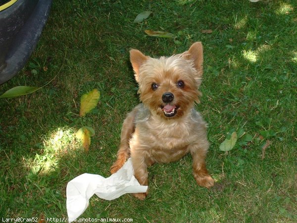 Photo de Yorkshire terrier