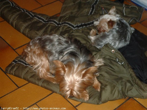 Photo de Yorkshire terrier