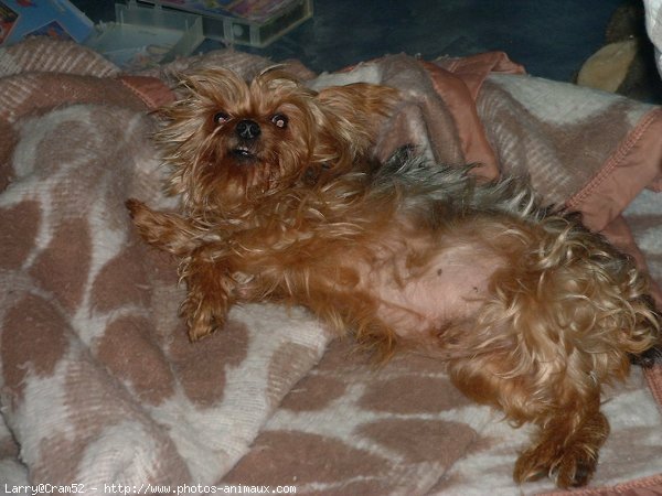 Photo de Yorkshire terrier