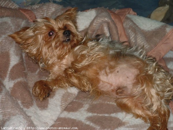 Photo de Yorkshire terrier