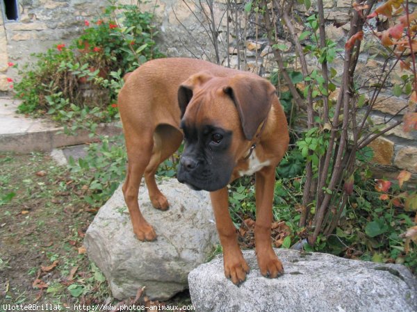 Photo de Boxer