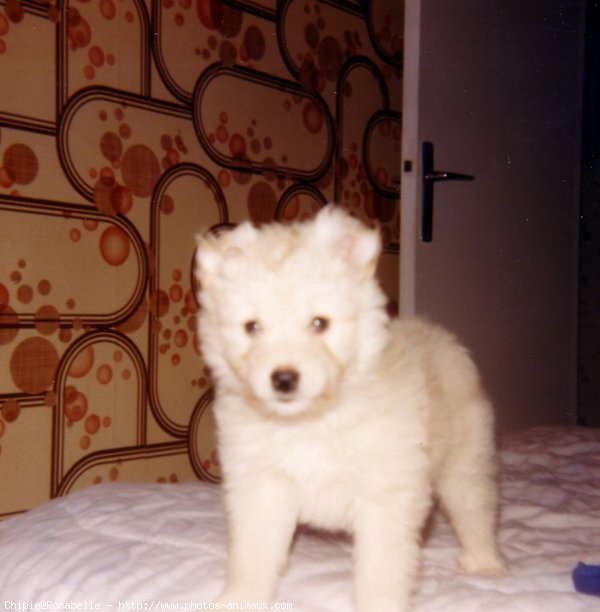 Photo de Chien de berger des pyrenes  poil long