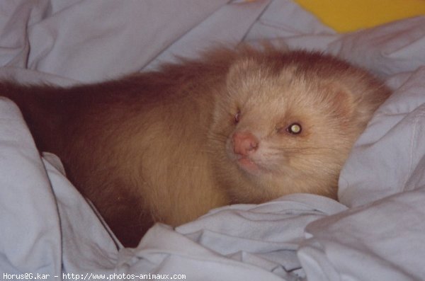 Photo de Furet