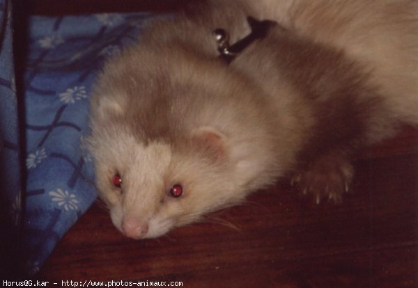 Photo de Furet