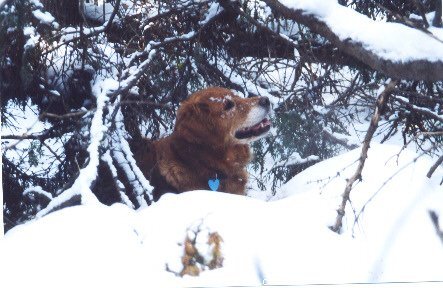 Photo de Golden retriever