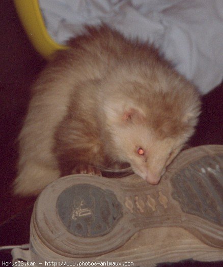 Photo de Furet