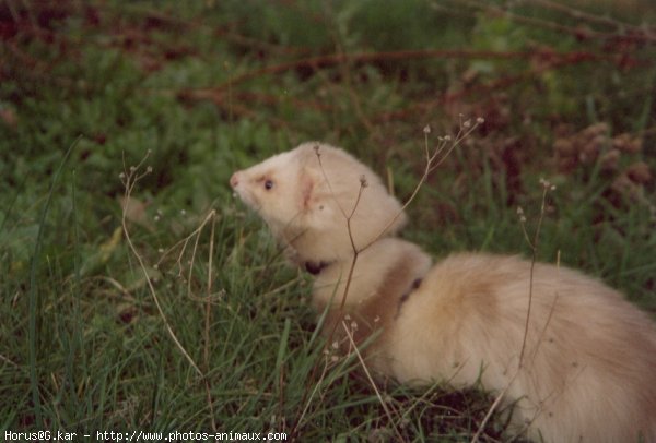 Photo de Furet