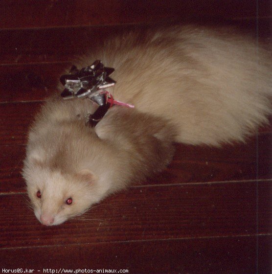 Photo de Furet