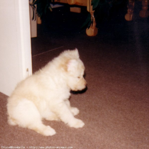 Photo de Chien de berger des pyrenes  poil long