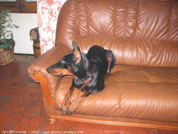 Photo de Dobermann