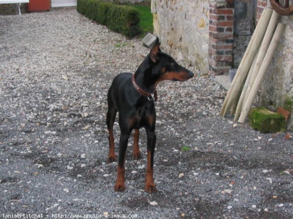 Photo de Dobermann