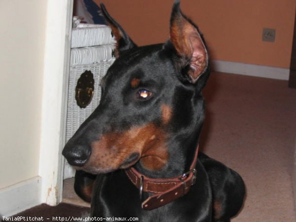 Photo de Dobermann