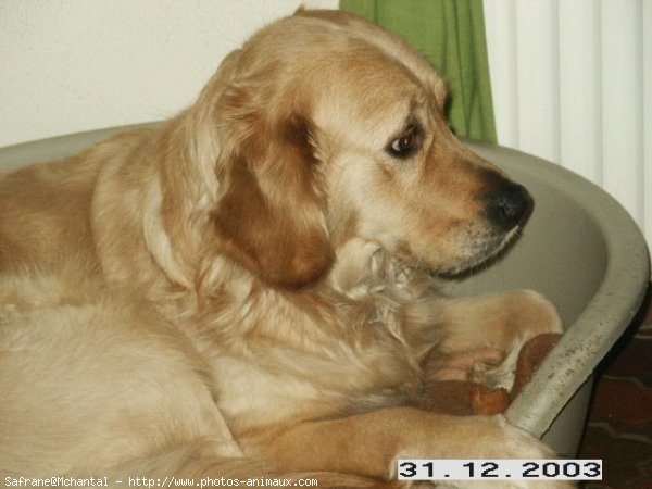 Photo de Golden retriever