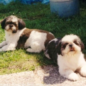 Photo de Shih tzu