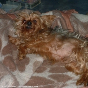 Photo de Yorkshire terrier