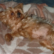 Photo de Yorkshire terrier