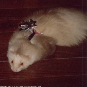 Photo de Furet