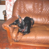 Photo de Dobermann