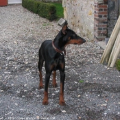 Photo de Dobermann