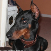 Photo de Dobermann