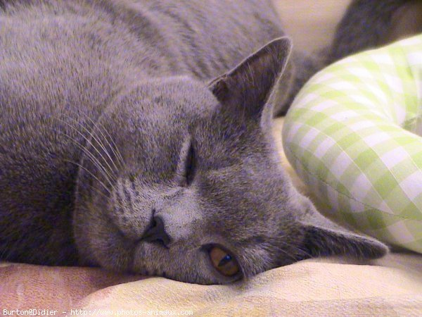 Photo de Chartreux