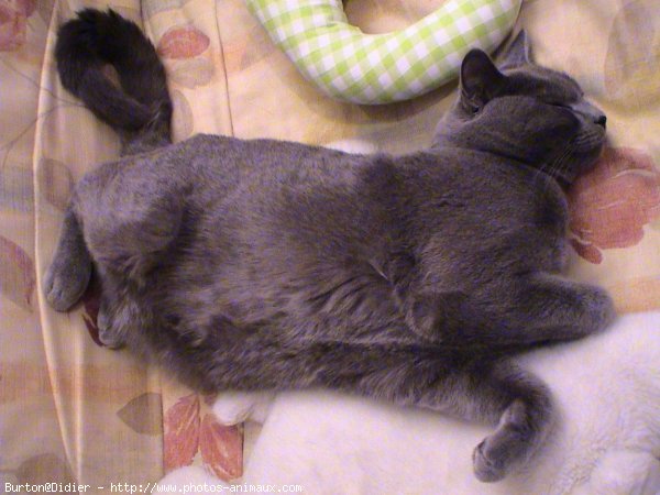 Photo de Chartreux